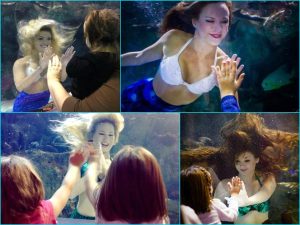 Newport Aquarium Mermaids