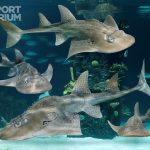 SharkRay_Group-1.jpg