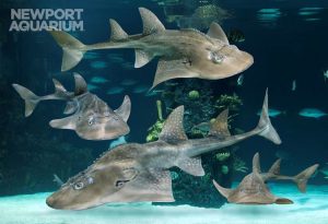 SharkRay_Group-1.jpg