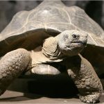 Image result for The Boonshoft Museum Discovery Tortoise