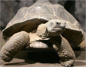 Image result for The Boonshoft Museum Discovery Tortoise