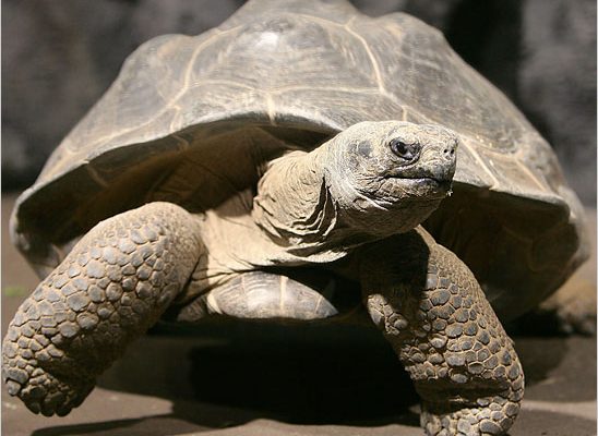 Image result for The Boonshoft Museum Discovery Tortoise