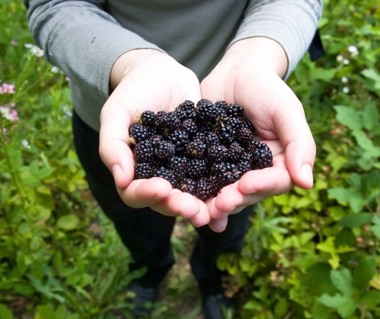 Guide to Outdoor Movies in Dayton