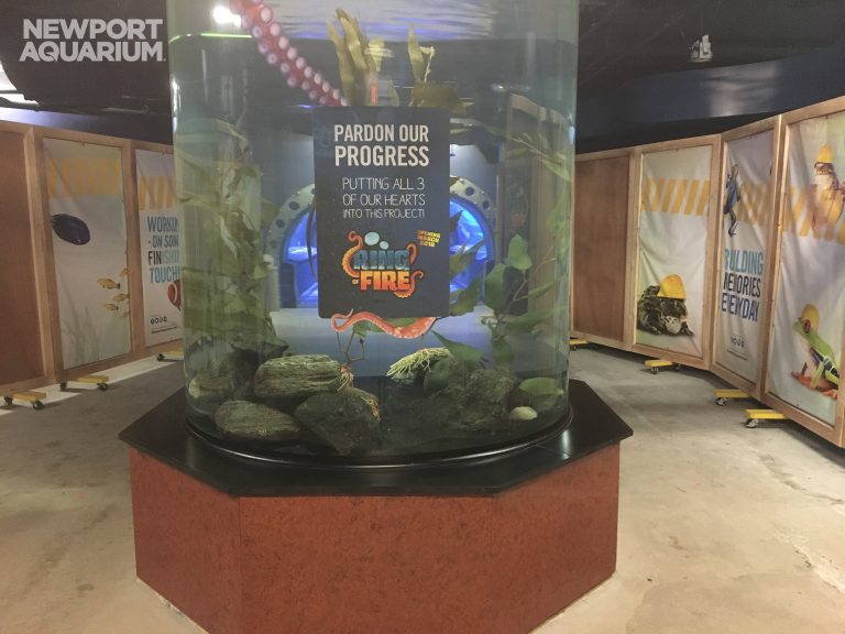 Ring of Fire Exhibit