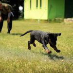 Pet Training Tips