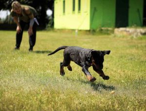 Pet Training Tips